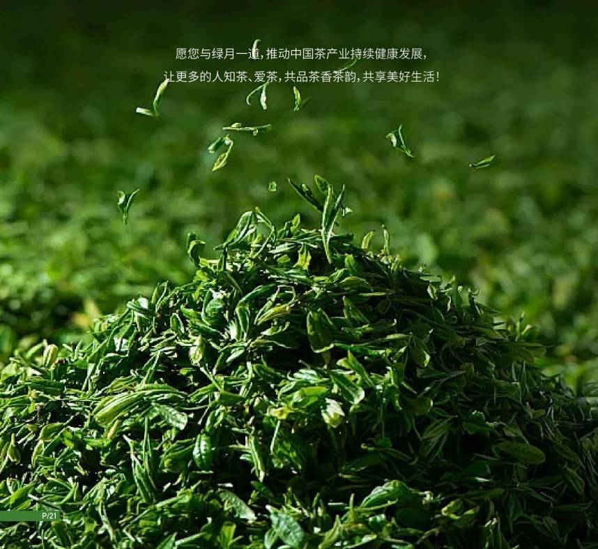 绿月茶业：中国茶文化走向世界而努力（二）(图2)