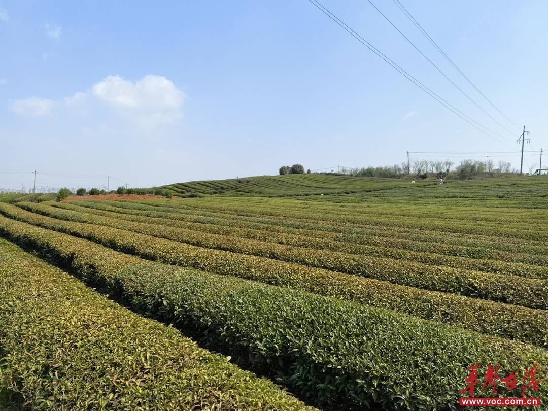 快讯｜湖南岳阳“茶绿樱花红·洞庭春”第二届茶文化活动日启幕(图2)