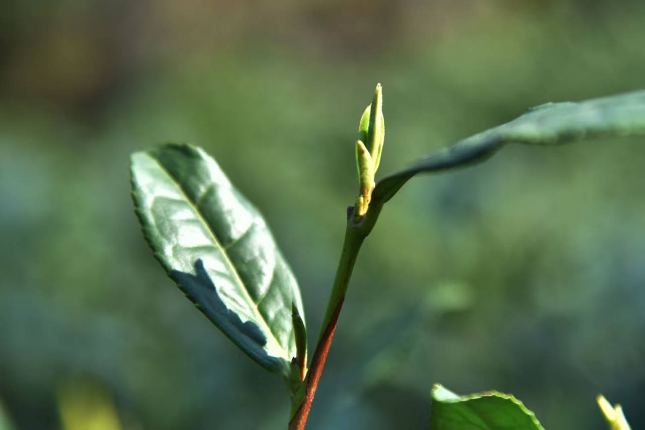 春茶新绿映西湖“龙井问茶”揭开千年名茶开采序幕(图1)