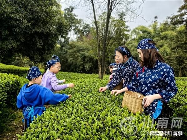 “探秘茶文化·体验劳动美”茶山研学之旅走进纳溪特早茶基地(图2)