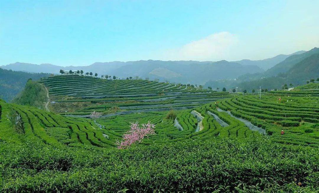 jbo竞博APP关于茶叶的种类？