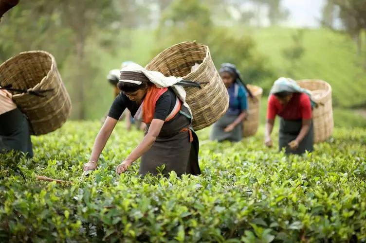 茶叶的新生从农田到医药如何抓住健康产业的脉搏？