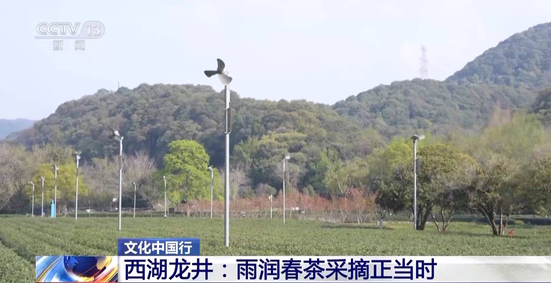 文化中国行丨西湖龙井核心产区迎来采摘高峰期 来品尝春天的一口“鲜”(图5)