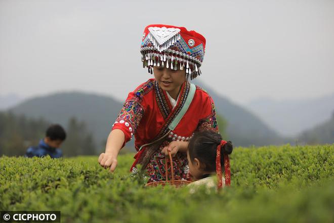 春意盎然 茶香四溢(图7)
