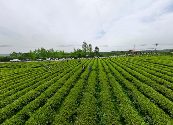 貴州金沙：春來貢茶滿山jbo竞博官网綠 萬人同採致富茶(图1)
