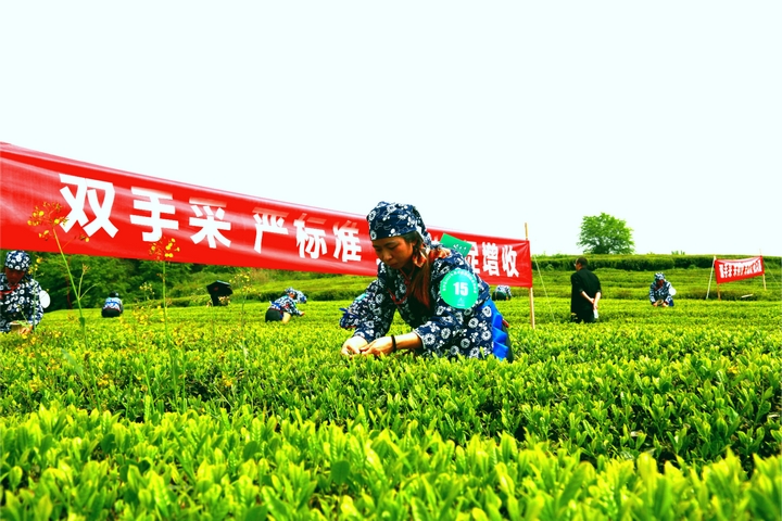 貴州金沙：春來貢茶滿山jbo竞博官网綠 萬人同採致富茶(图2)