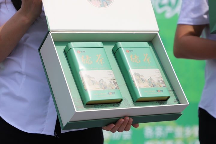 貴州金沙：春來貢茶滿山jbo竞博官网綠 萬人同採致富茶(图4)