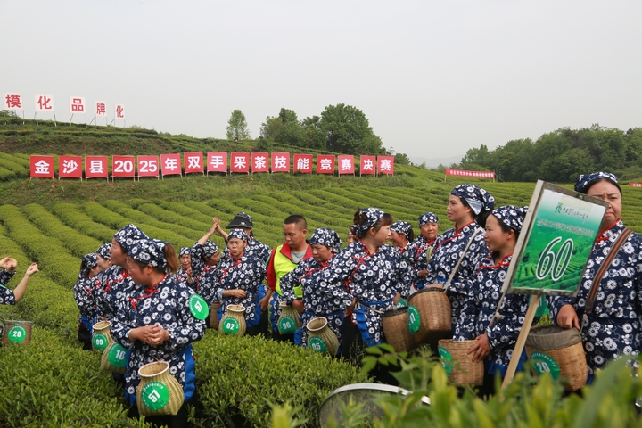 貴州金沙：春來貢茶滿山jbo竞博官网綠 萬人同採致富茶(图5)