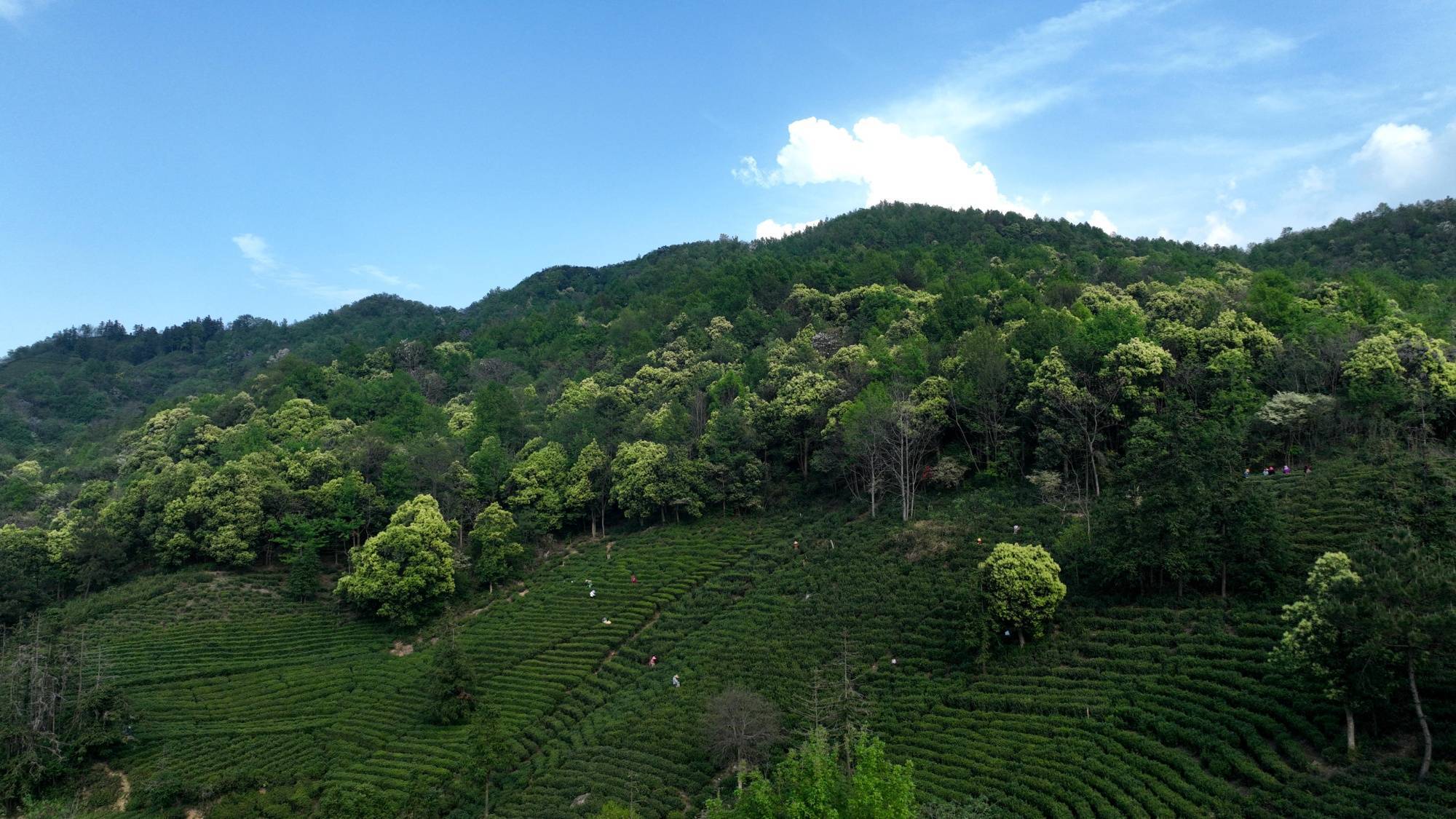 江西湖口：春茶采摘正当时(图1)