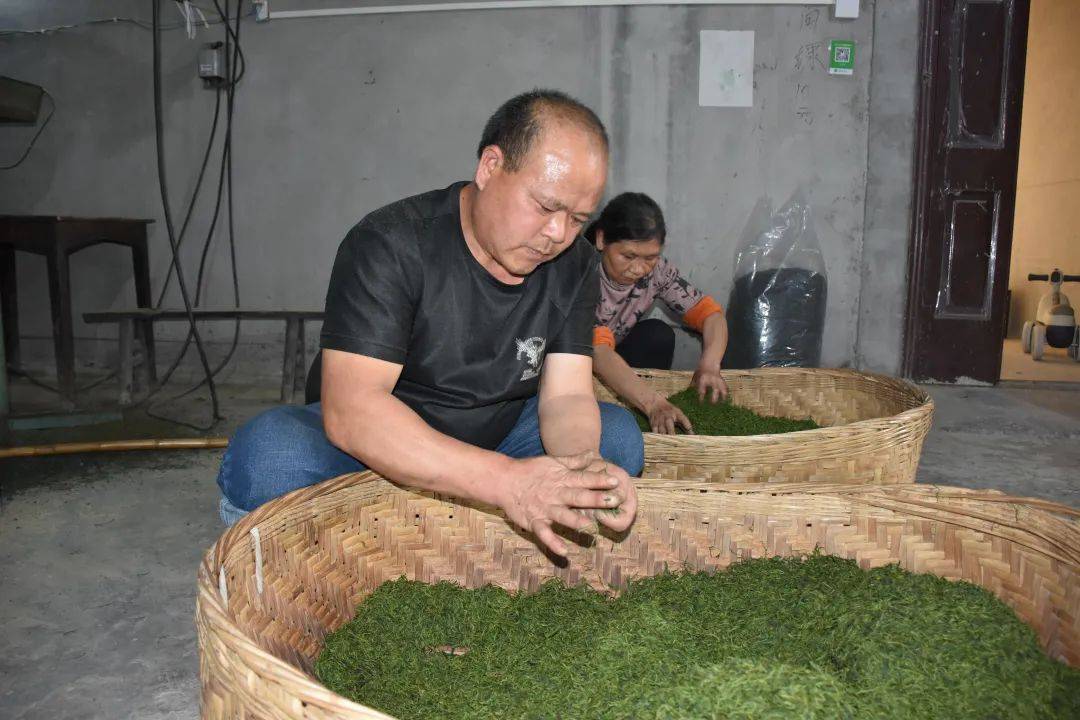 聚焦茶博会丨道真含“金”量jbo竞博APP(图6)