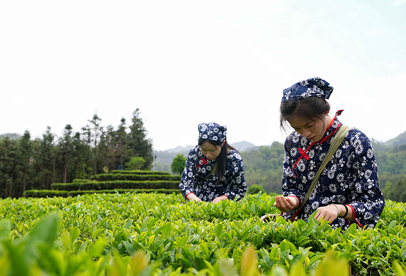 江西信丰：春到茶香抢“鲜”jbo竞博网址忙(图1)