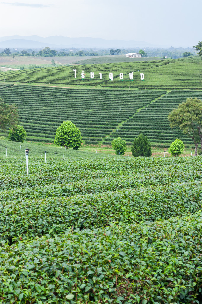 茶叶的种类产地和功效：了解世界上最受欢迎的饮品