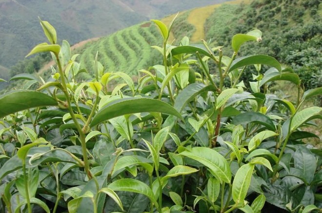 jbo竞博APP110年变迁中国十大名茶6次排行榜看看你都喝过哪几种