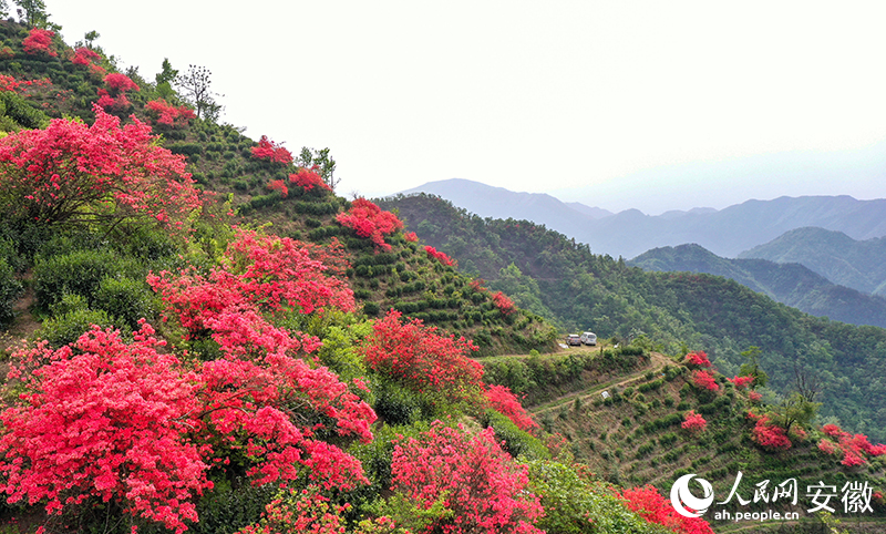 安徽旌德：白雲山種茶記(图1)