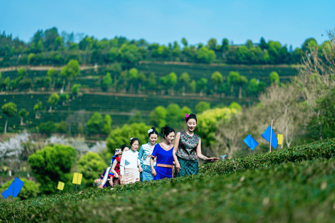 以茶为媒·与旅共舞——世界茶源地之一的振兴答卷(图6)