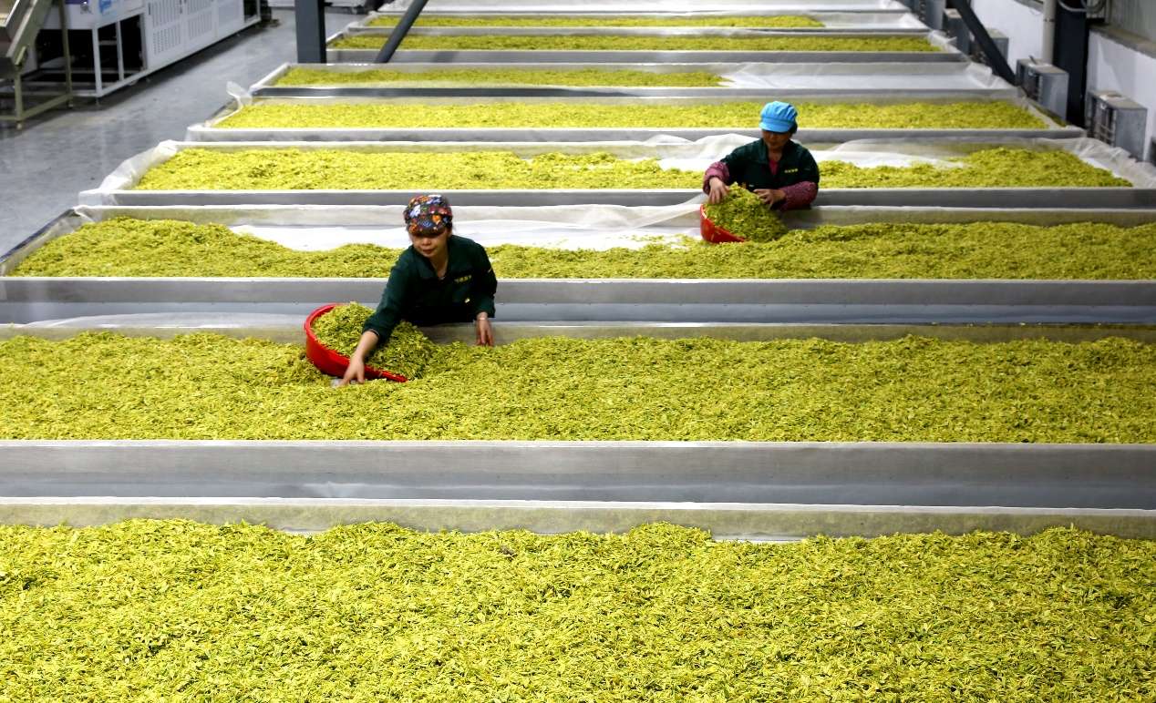 湖北咸丰：青青小茶叶成了富民jbo竞博APP大产业(图2)